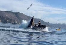 whale swallows kayaker